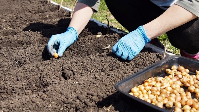 Instruções para escolher uma variedade e plantar cebolas holandesas para o inverno