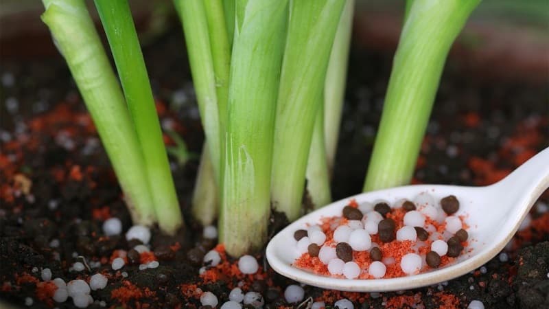 Instruções para escolher uma variedade e plantar cebolas holandesas para o inverno