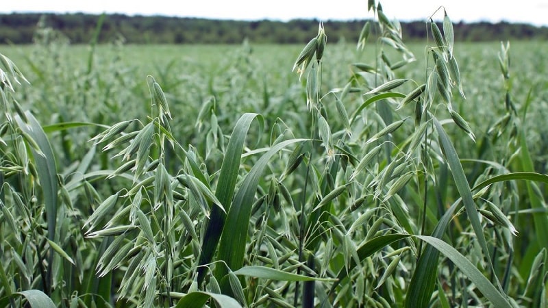 Paano maghanda ng mga buto ng oat para sa paghahasik, itanim ang mga ito nang tama at palaguin ang masaganang ani