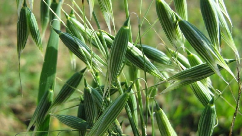 Come preparare i semi di avena per la semina, piantarli correttamente e ottenere un ricco raccolto