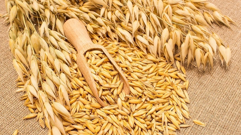 Come preparare i semi di avena per la semina, piantarli correttamente e ottenere un ricco raccolto