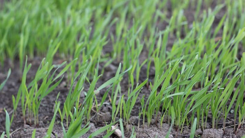 Come preparare i semi di avena per la semina, piantarli correttamente e ottenere un ricco raccolto