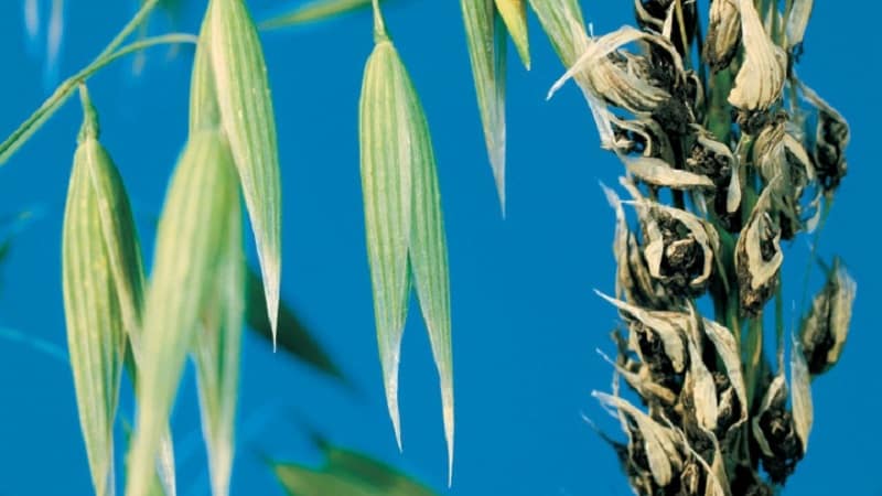 How to prepare oat seeds for sowing, plant them correctly and grow a rich harvest