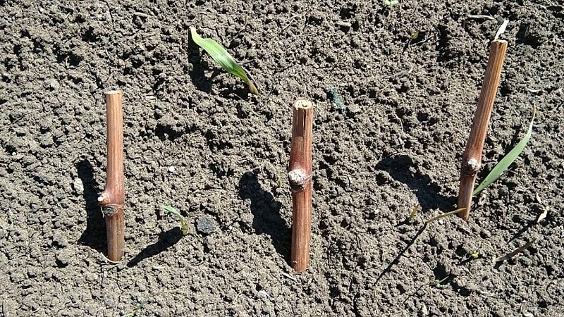 Cómo plantar uvas en otoño mediante esquejes.