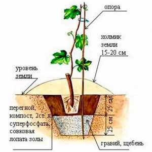 절단을 사용하여 가을에 포도를 심는 방법