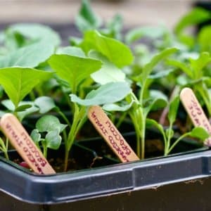 How to properly plant and grow cabbage seedlings at home