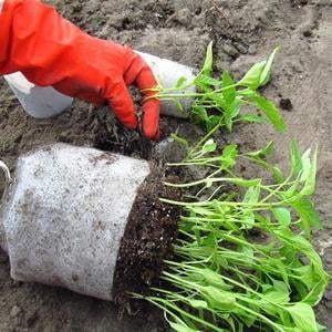 Cómo plantar y cultivar adecuadamente plántulas de repollo en casa.