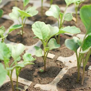 Hvordan plante og dyrke kålfrøplanter riktig hjemme