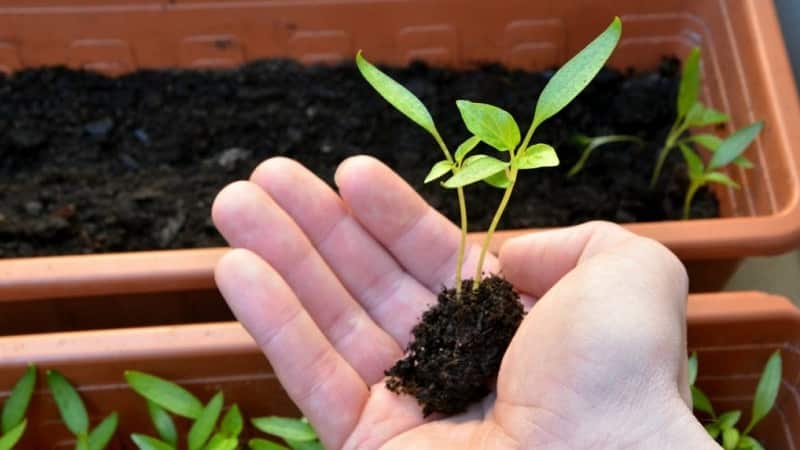 Cómo recoger plántulas de pimiento: guía paso a paso y consejos útiles