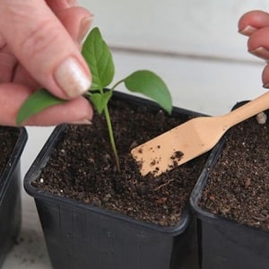 Com recollir les plàntules de pebrot: guia pas a pas i consells útils