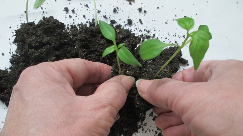 Comment cueillir des plants de poivrons : guide étape par étape et conseils utiles