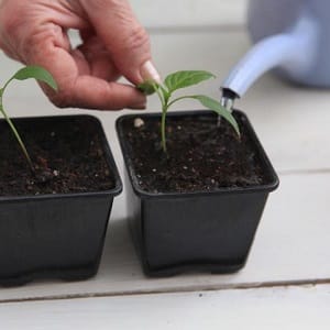 How to pick pepper seedlings: step-by-step guide and useful tips