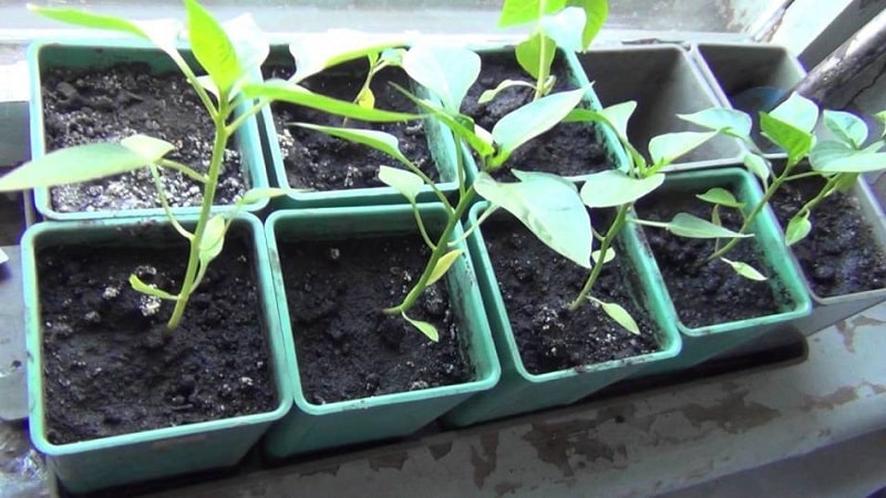 How to pick pepper seedlings: step-by-step guide and useful tips