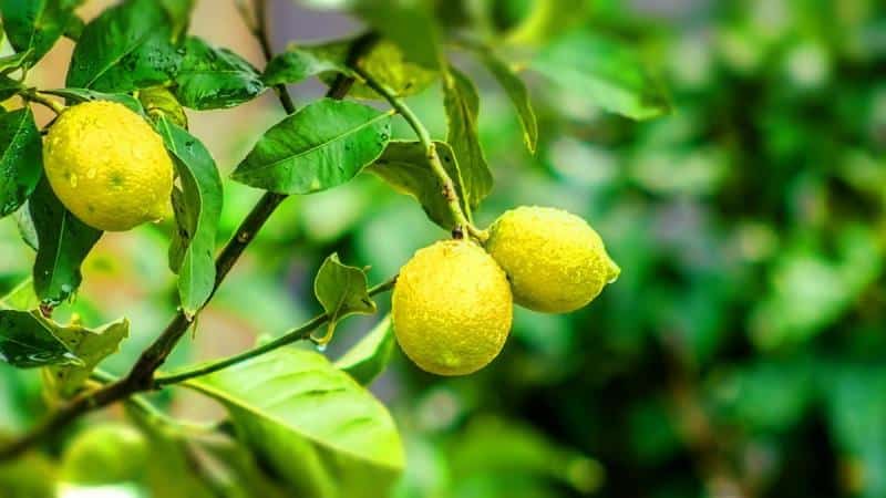 Cara menanam lemon dari benih di rumah: penanaman, penjagaan, nuansa dan kesilapan