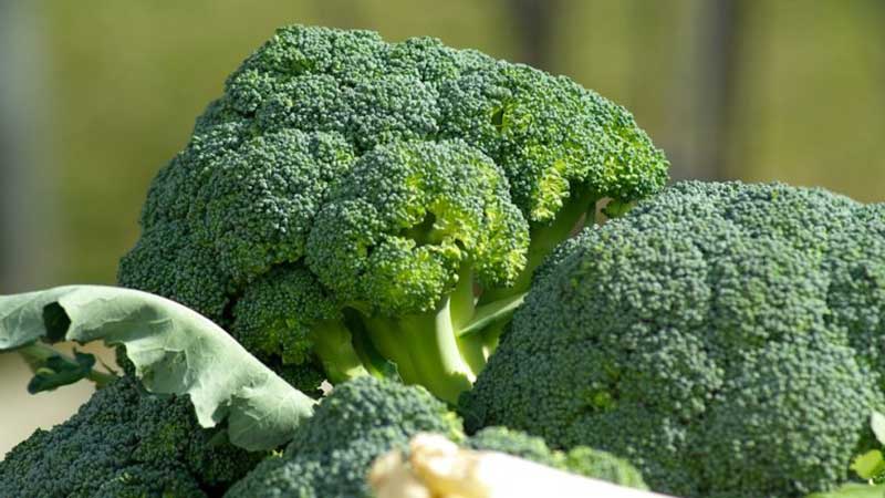 Hakbang-hakbang na gabay sa kung paano palaguin ang broccoli sa bahay nang tama