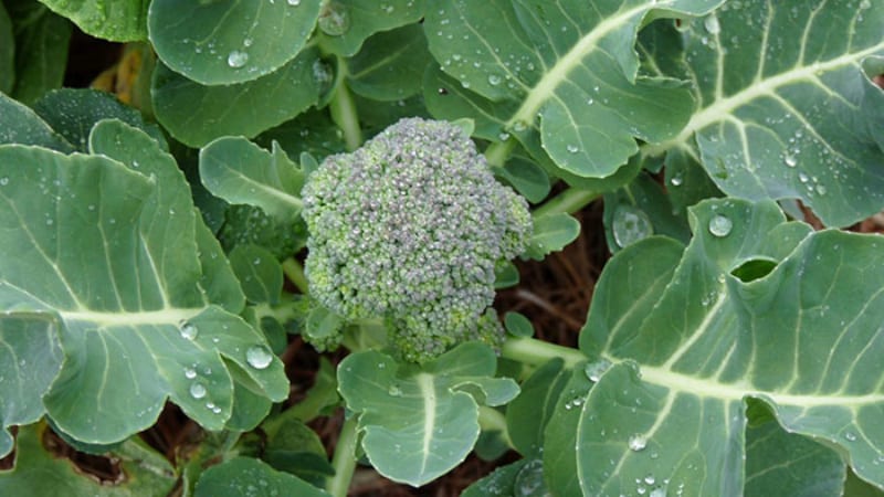 Cultivo de brócoli en campo abierto en la región de Moscú.