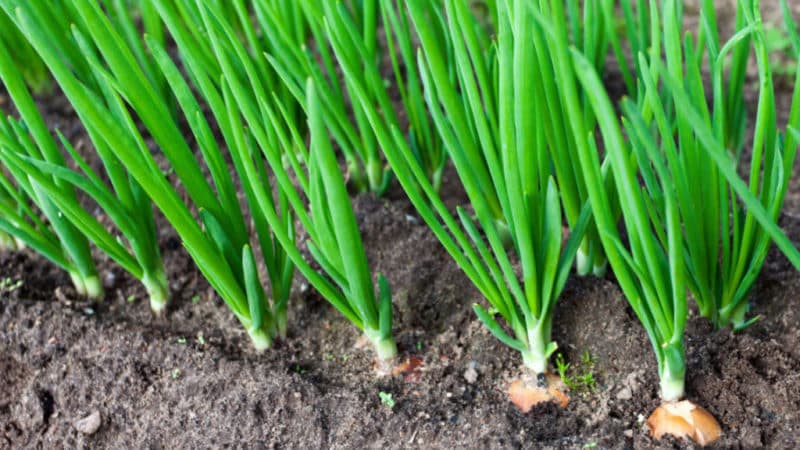 Instruções detalhadas: como cultivar cebolas de A a Z