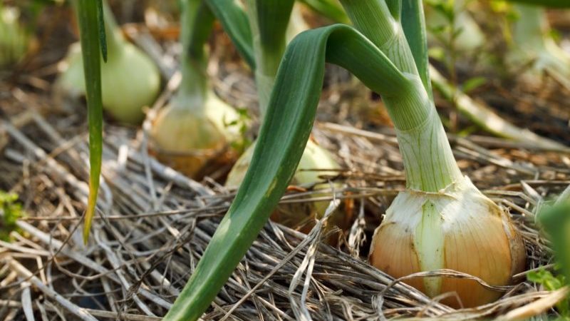 Instruções detalhadas: como cultivar cebolas de A a Z