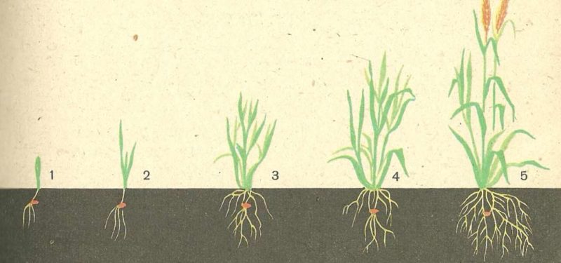 Qual é o sistema radicular do trigo e quais são suas características?