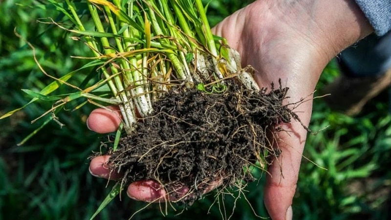 Jaki jest system korzeniowy pszenicy i jakie są jego cechy?