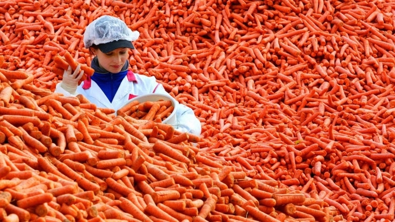 Poseedores de récords entre hortalizas: cuál es la zanahoria más grande del mundo y quién la cultivó