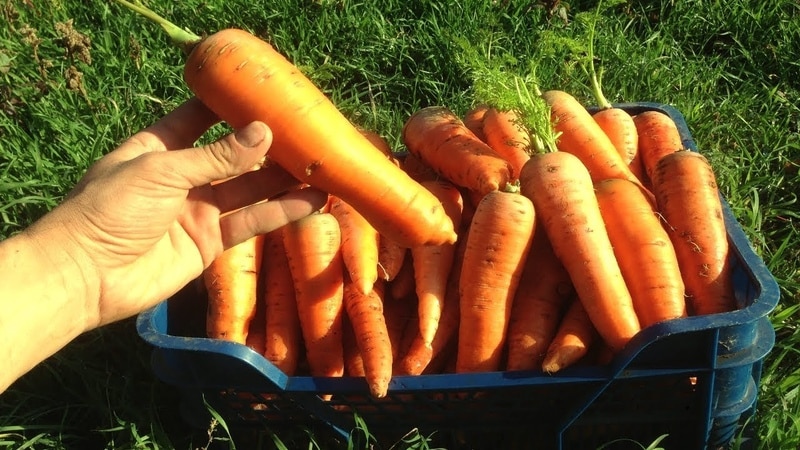 Record holders among vegetables: what is the largest carrot in the world and who grew it