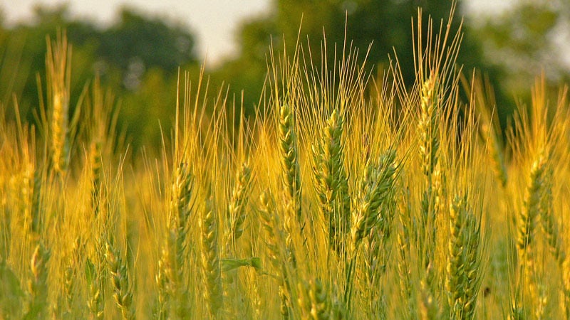 What are the classes of wheat and how do they differ from each other?