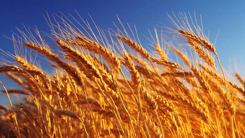 What are the classes of wheat and how do they differ from each other?