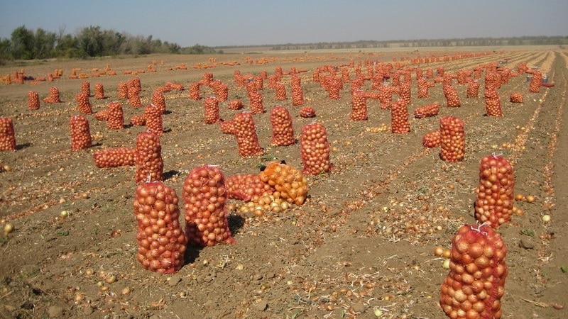 Qual é o rendimento da cebola por 1 hectare e como aumentá-lo