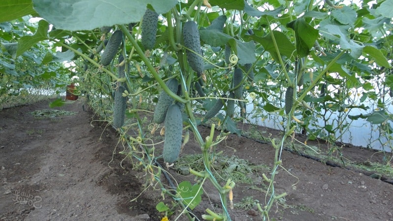 What is the yield of cucumbers in a greenhouse per 1 square meter and how to increase it