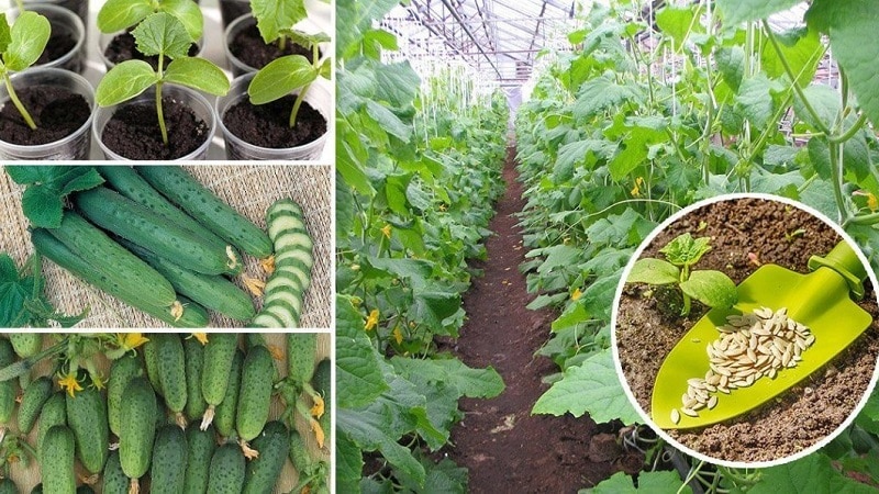 What is the yield of cucumbers in a greenhouse per 1 square meter and how to increase it