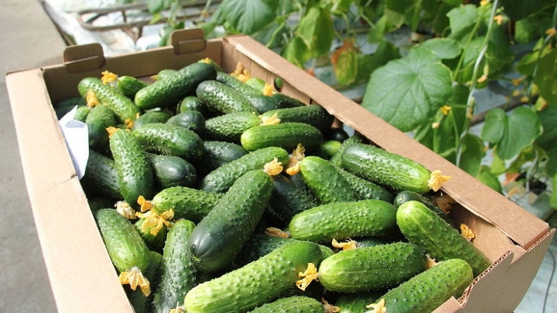 What is the yield of cucumbers in a greenhouse per 1 square meter and how to increase it