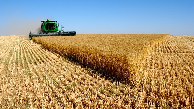 Quel est le rendement du blé par hectare et de quoi dépend-il ?