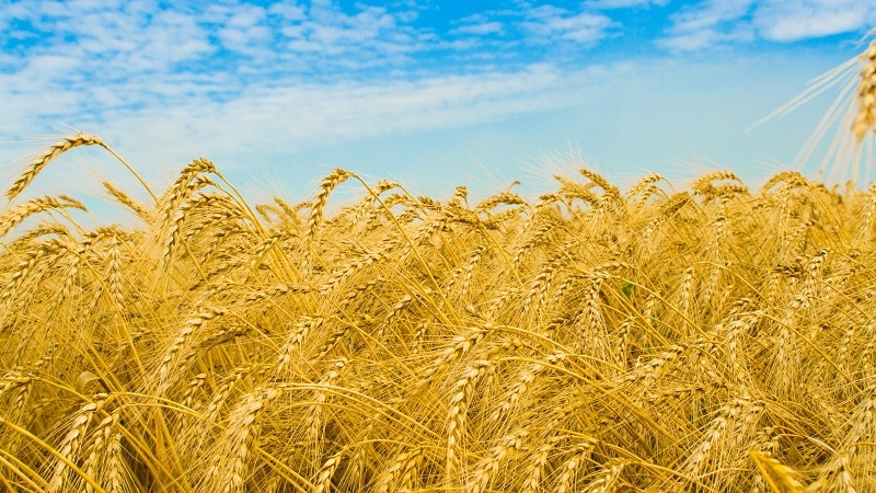 Quel est le rendement du blé par hectare et de quoi dépend-il ?