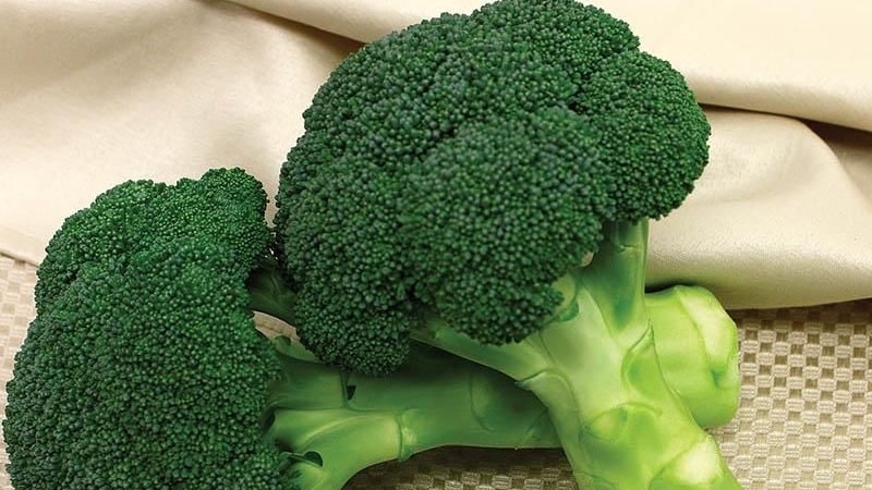 Green Magic F1 broccoli: paglalarawan, mga tampok ng paglilinang, mga pagsusuri