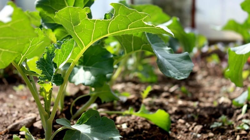 Odla och ta hand om broccoli i öppen mark i Sibirien