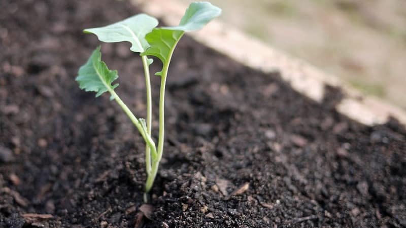 Cultivo de brócolis em terreno aberto na região de Moscou