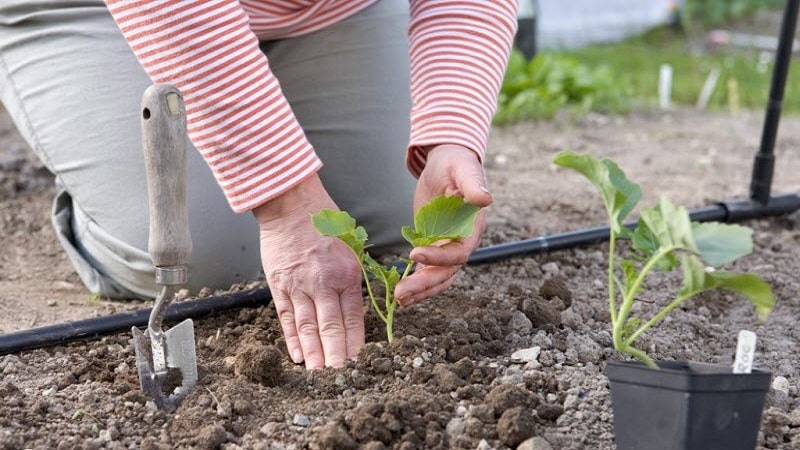 Brokoļu stādīšana un kopšana atklātā zemē