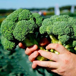 Green Magic F1 broccoli: paglalarawan, mga tampok ng paglilinang, mga pagsusuri