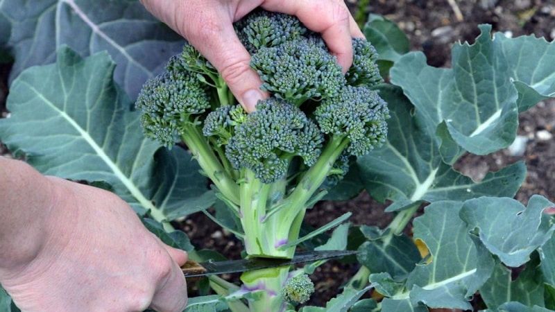 Green Magic F1 broccoli: paglalarawan, mga tampok ng paglilinang, mga pagsusuri