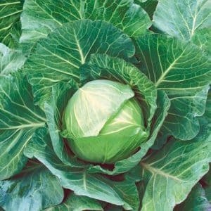 Ultra-early ripening cabbage hybrid Nozomi f1