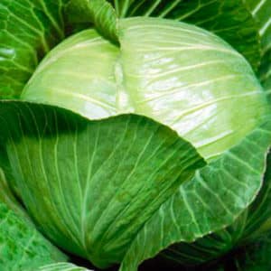 Ultra-early ripening cabbage hybrid Nozomi f1