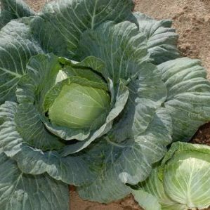 Ultra-early ripening cabbage hybrid Nozomi f1