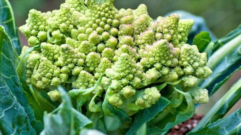 What are the benefits of Romanesco cabbage, what it looks like in the photo, is it difficult to grow and how to cook it