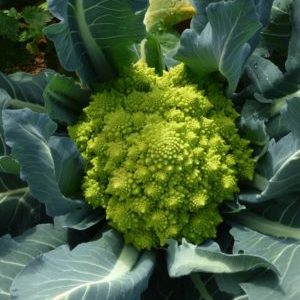 Quels sont les bienfaits du chou romanesco, à quoi il ressemble sur la photo, est-il difficile à cultiver et comment le cuisiner