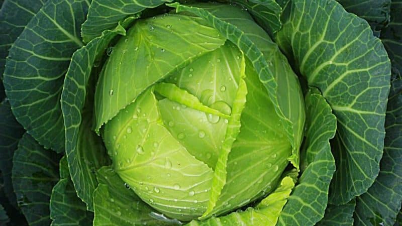 A selection of the best varieties of cabbage for pickling and storing for the winter