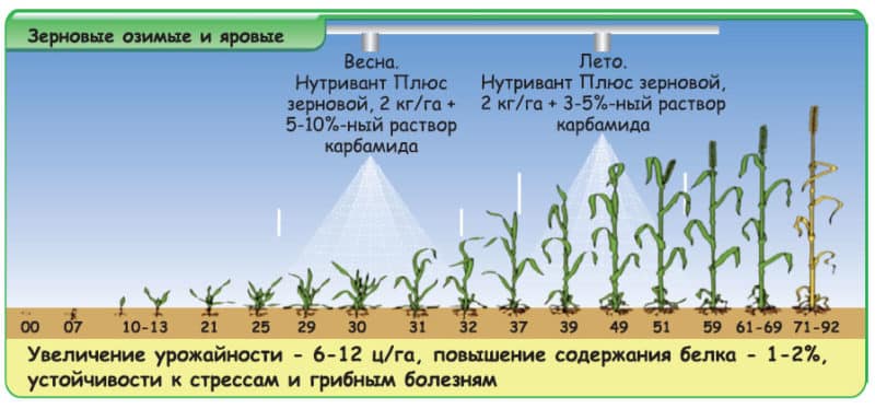 Come e perché utilizzare l'urea dopo la fioritura del grano