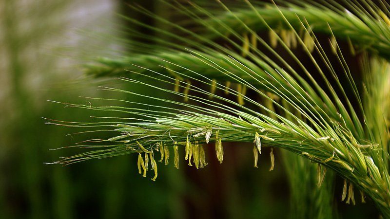 Proper feeding of winter wheat in spring: fertilizers and application rates