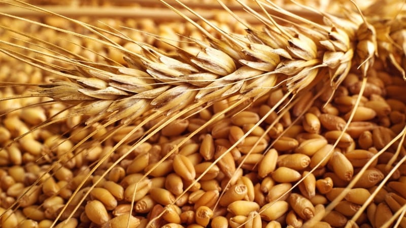 What are the classes of wheat and how do they differ from each other?