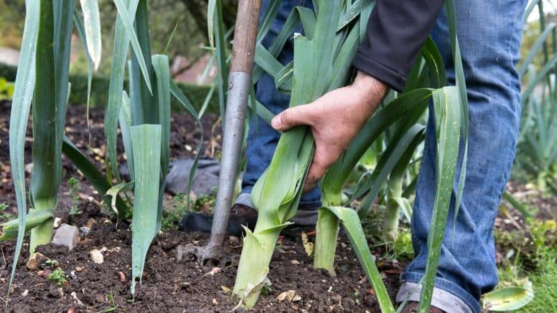 Kailan mag-aani ng mga leeks at kung paano iimbak ang mga ito